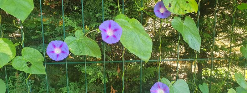 Jurányi Latte -  SZAKÁCS HAJNALKA